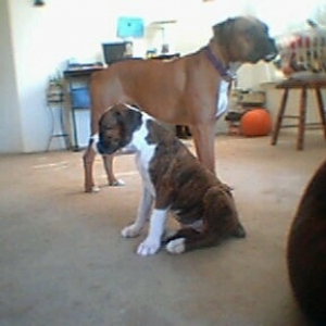 My new baby jade with big sister