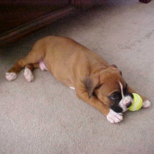 Deuce's 1st tennis ball