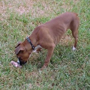 Mmmm, yummy bone