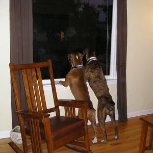 Looking out the window