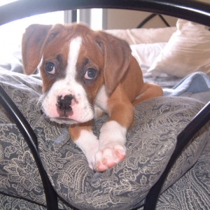 I'm Too Sexy for This Bed
