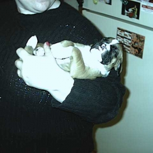 Triton 6 weeks
