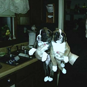 Brothers in Arms