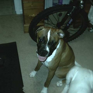 Big fat tongue