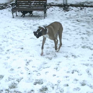 My first snow