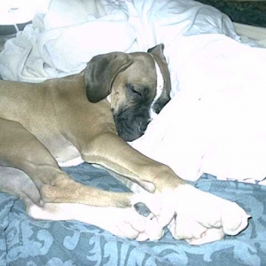Sleeping Beauty