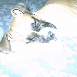 big ears