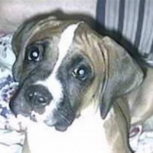 Our Beautiful Baby Boxer
