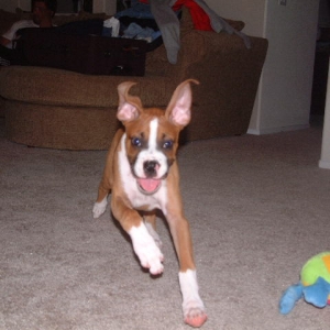 Leapin' lizards Batdog!