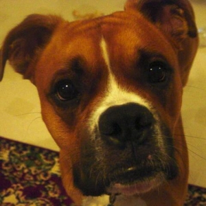 Wilson