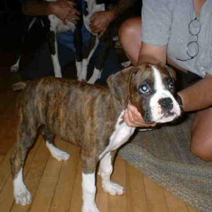 Trinity 11 weeks old