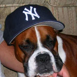 go yankees!!