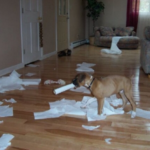 paper_towels