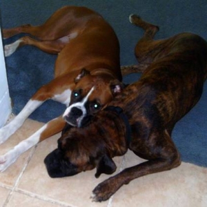siamese boxers??