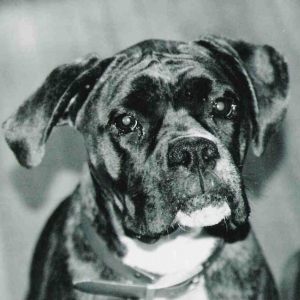 Dixie Girl