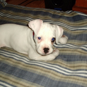 Isis 10 wks old