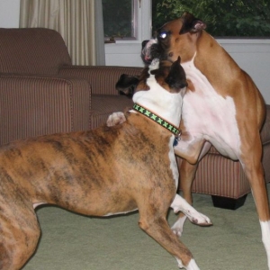 Pete and Cousin Brutus