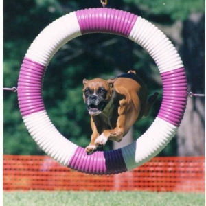 Rebel Agility Boxer