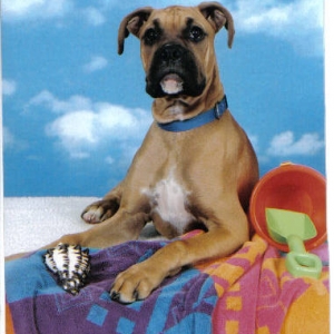 Keno's new Petsmarts Pic...