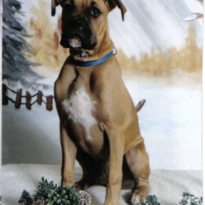 Keno's PetsMarts Pic...