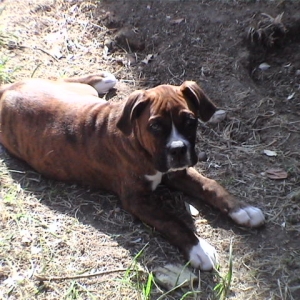CASSIUS-IN THE SUN