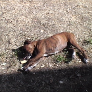 CASSIUS-IN THE SUN