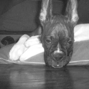 Show ears