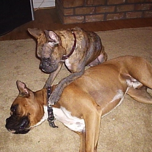 Roxy and Ozzy