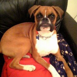 bailey on chair
