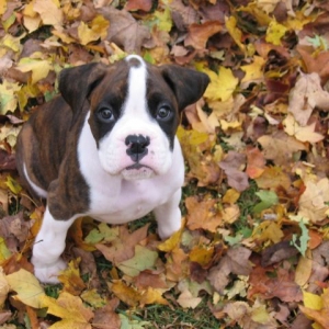 In the Leaves