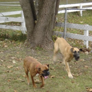 Backyard fun