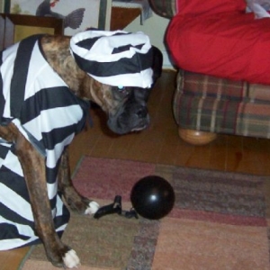 prisoner of love