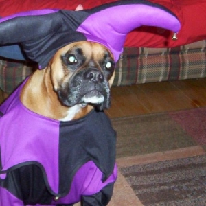 jester belle