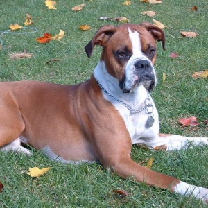 Relaxing After chasing Leaves