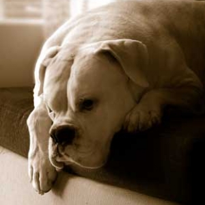 Lazy noon