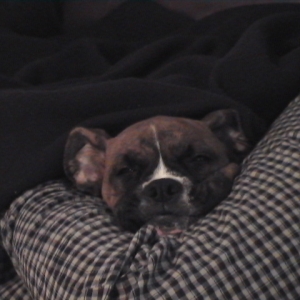 CASSIUS