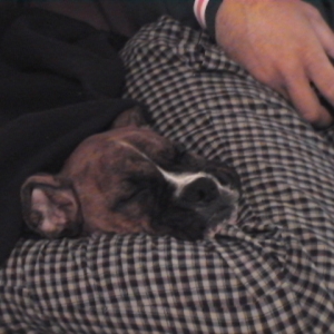 CASSIUS