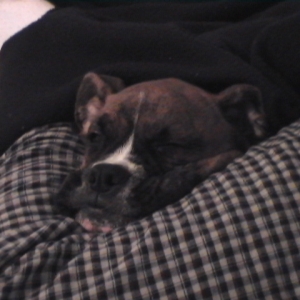CASSIUS