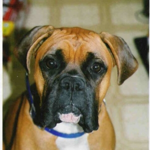 MURPHY DOG