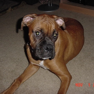 Bosco