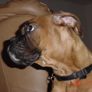 Bosco