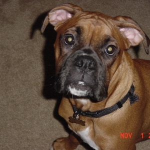 Bosco
