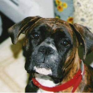 DIXIE DROOLING