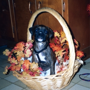 Bella in a basket