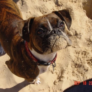 Sadie at the Beach!