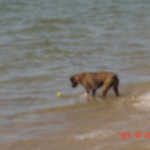 Sadie braves the water.
