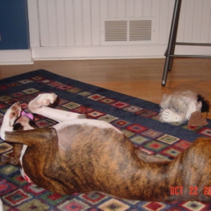 Sadie being a typical boxer