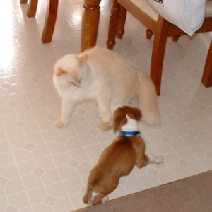 Playing with Tobee