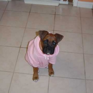 new sweatshirt 113104
