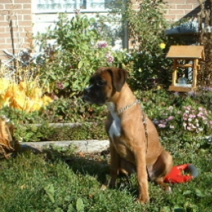 Cinnamon in the Garden
